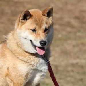 Shiba Inu