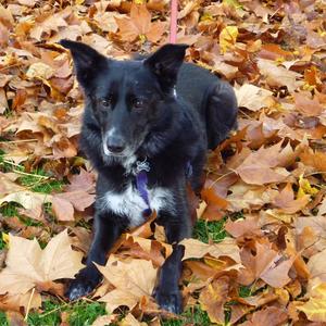 Unknown Breed