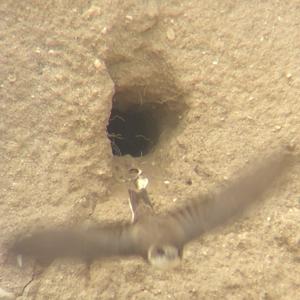 Sand Martin