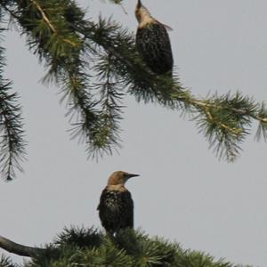 Common Starling