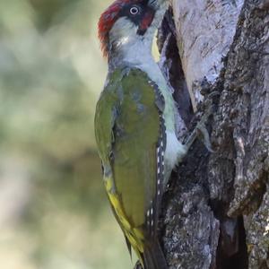 Eurasian Green Woodpecker