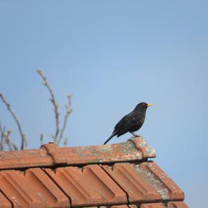 Eurasian Blackbird