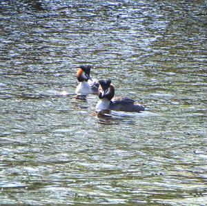 Great Crested Grebe