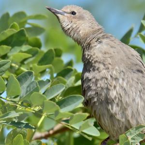 Common Starling