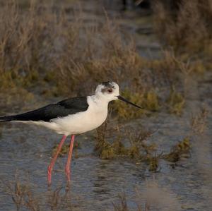 Black-winged Stilt