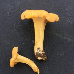 Chanterelle, Common