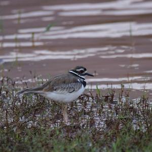 Little Ringed Plover