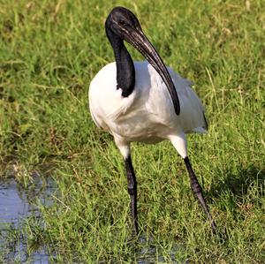 African Sacred Ibis