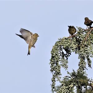 European Greenfinch