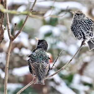 Common Starling