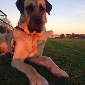 Anatolian Shepherd