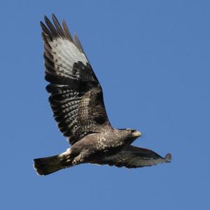 Common Buzzard