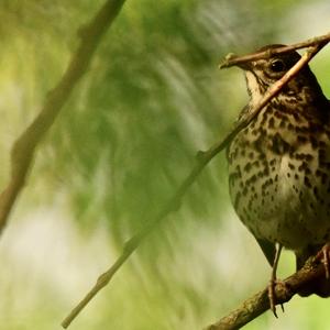 Song Thrush