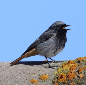 Black Redstart