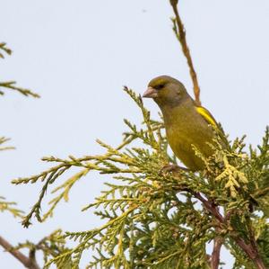 European Greenfinch