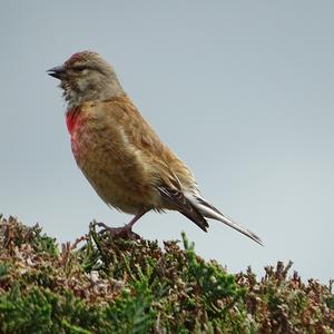 Eurasian Linnet