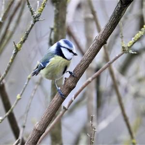 Blue Tit