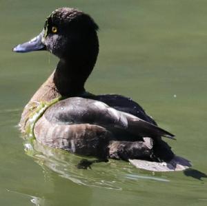 Tufted Duck