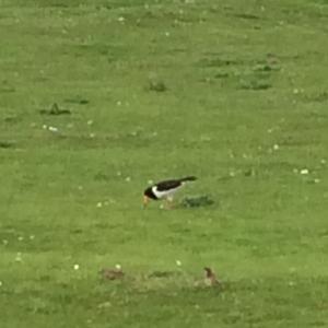 Eurasian Oystercatcher