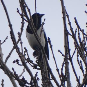 Black-billed Magpie