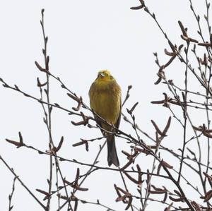 Yellowhammer