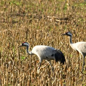 Common Crane