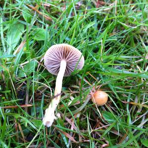 Fairy Ring Mushroom