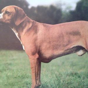 Unknown Breed