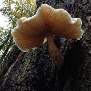 Porcelain Fungus