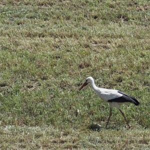 White Stork