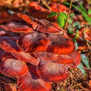 Honey Fungus