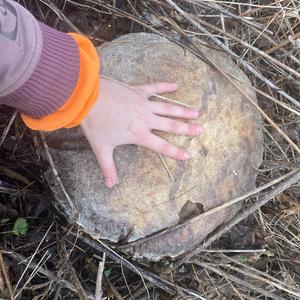 Giant Puffball