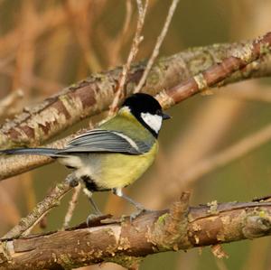 Great Tit