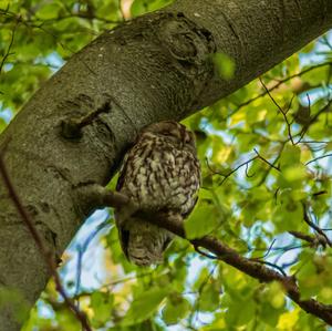 Tawny Owl