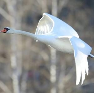 Mute Swan