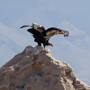 California Condor