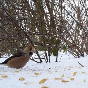 Hawfinch