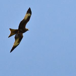 Red Kite