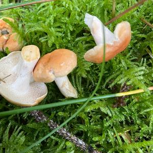 Hedgehog Fungus, Common