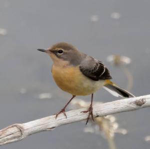 Grey Wagtail