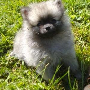 Pomeranian