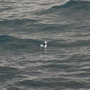 Atlantic Puffin