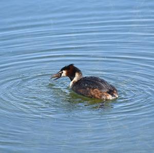 Great Crested Grebe