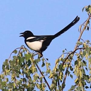 Black-billed Magpie