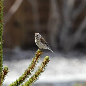 Eurasian Linnet