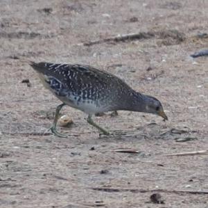 Spotted Crake