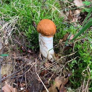 Orange Birch Bolete