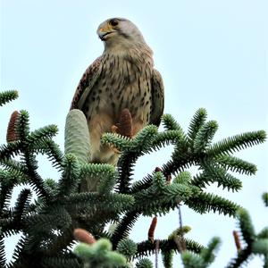 Common Kestrel