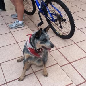 Unknown Breed