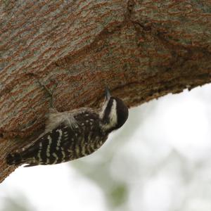 Sunda Woodpecker